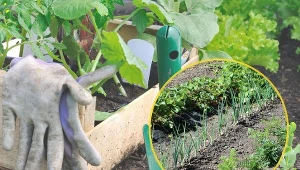 W zależności od rodzaju warzywa rozsady należy przygotowywać w różnych terminach.