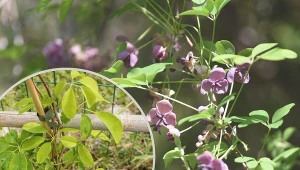 Akebia pięciolistkowa: charakterystyka, odmiany, uprawa, zastosowanie