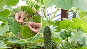 Uprawa ogórków na sznurkach przynosi wiele korzyści zarówno roślinom, jak i ogrodnikom.