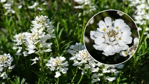 Ubiorek wiecznie zielony to zimozielona roślina, która przepięknie kwitnie, wypuszczając setki białych kwiatów.