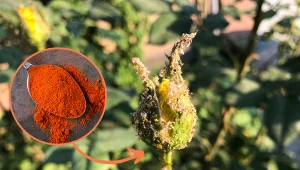 Odstraszy myszce jak gaz łzawiący. Ogrodnik podał przepis na niezawodny oprysk