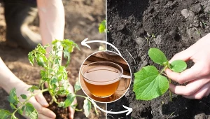 Sprawdź, jak przygotować naturalny dokarmiacz pod pomidory i ogórki.