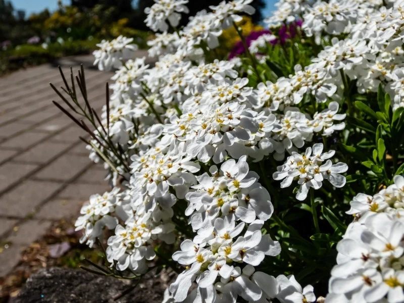 Ubiorek wiecznie zielony najlepiej rośnie na stanowiskach słonecznych i osłoniętych od wiatru