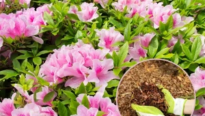 Zadbaj o kilka rzeczy, a będziesz mógł cieszyć się obfitym kwitnieniem azalii.