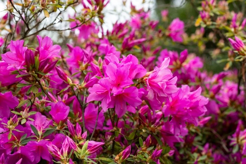 Azalia preferuje glebę kwaśną o odczynie 3,5-4,5 pH