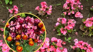 Wyjaśniamy, jak uprawiać begonię stale kwitnącą w ogrodzie.