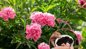 Podpowiadamy, jak uprawiać piwonie i kiedy je sadzić oraz jaką ziemię do piwonii wybrać.