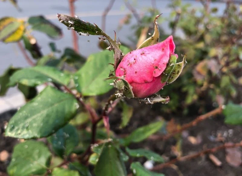 Mszyce mogą doprowadzić do obumarcia pędów, pąków kwiatowych i liści róż