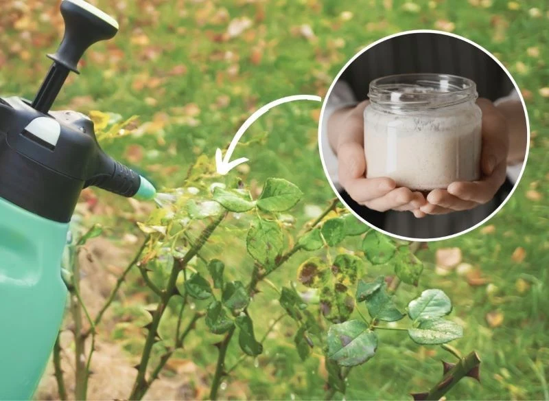 Oprysk z drożdży może być bardzo przydatnym, naturalnym preparatem