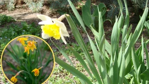 Co z robić z narcyzami, kiedy przekwitną? Pamiętaj o 3 ważnych sprawach