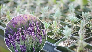 Najlepszy czas na przesadzanie lawendy to okres od marca do maja.