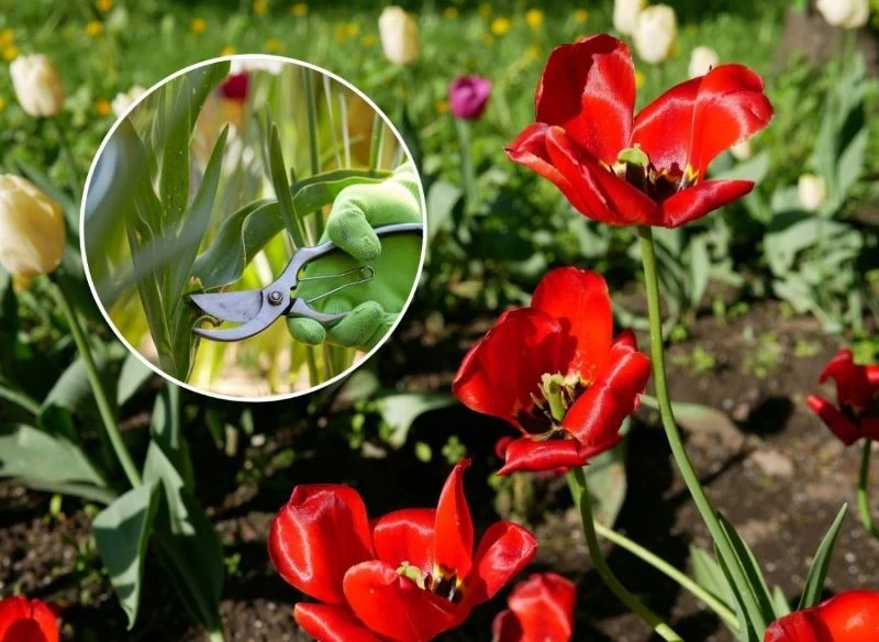 Dowiedz się, co zrobić z tulipanami, gdy już przekwitną