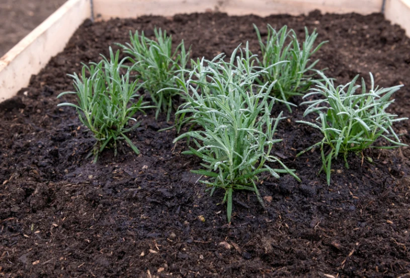 Rozmnożoną lawendę można sadzić pojedynczo lub po 3-5 sadzonek z zachowaniem odstępów