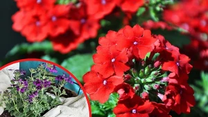 Werbena zdobi ogród, ale potrzebuje miejsca. Dlatego ważny jest sposób jej sadzenia