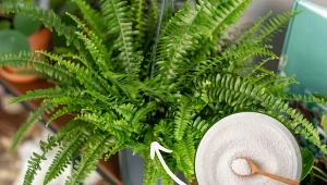 Zrób ten nawóz, a paprotka będzie rosła jak szalona.