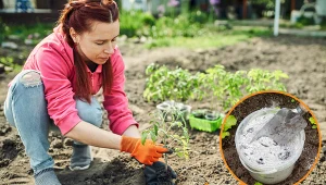 Wyjaśniamy, czym odżywić pomidory po posadzeniu.