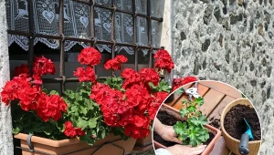 Podpowiadamy, jak sadzić pelargonie w skrzynkach i co zrobić, żeby zdrowo rosły.