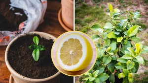 Prosty trik na wyhodowanie drzewka cytrynowego. Potrzebujesz tylko....pestki