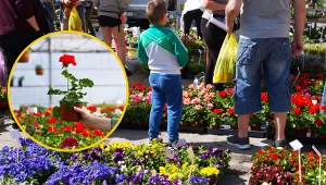Ceny kwiatów balkonowych i rabatowych 2023. Ile zapłacimy za petunie, pelargonie, begonie?
