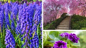 QUIZ nie tylko dla ogrodników - które rośliny rozpoznasz?