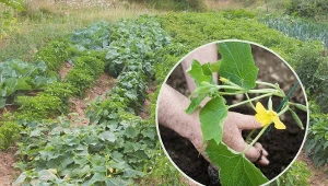 Co posadzić obok ogórków, aby zapewnić im obfite plonowanie?