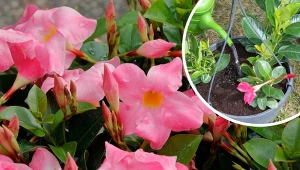 Mandevilla - uprawa, wymagania, pielęgnacja, kwitnienie