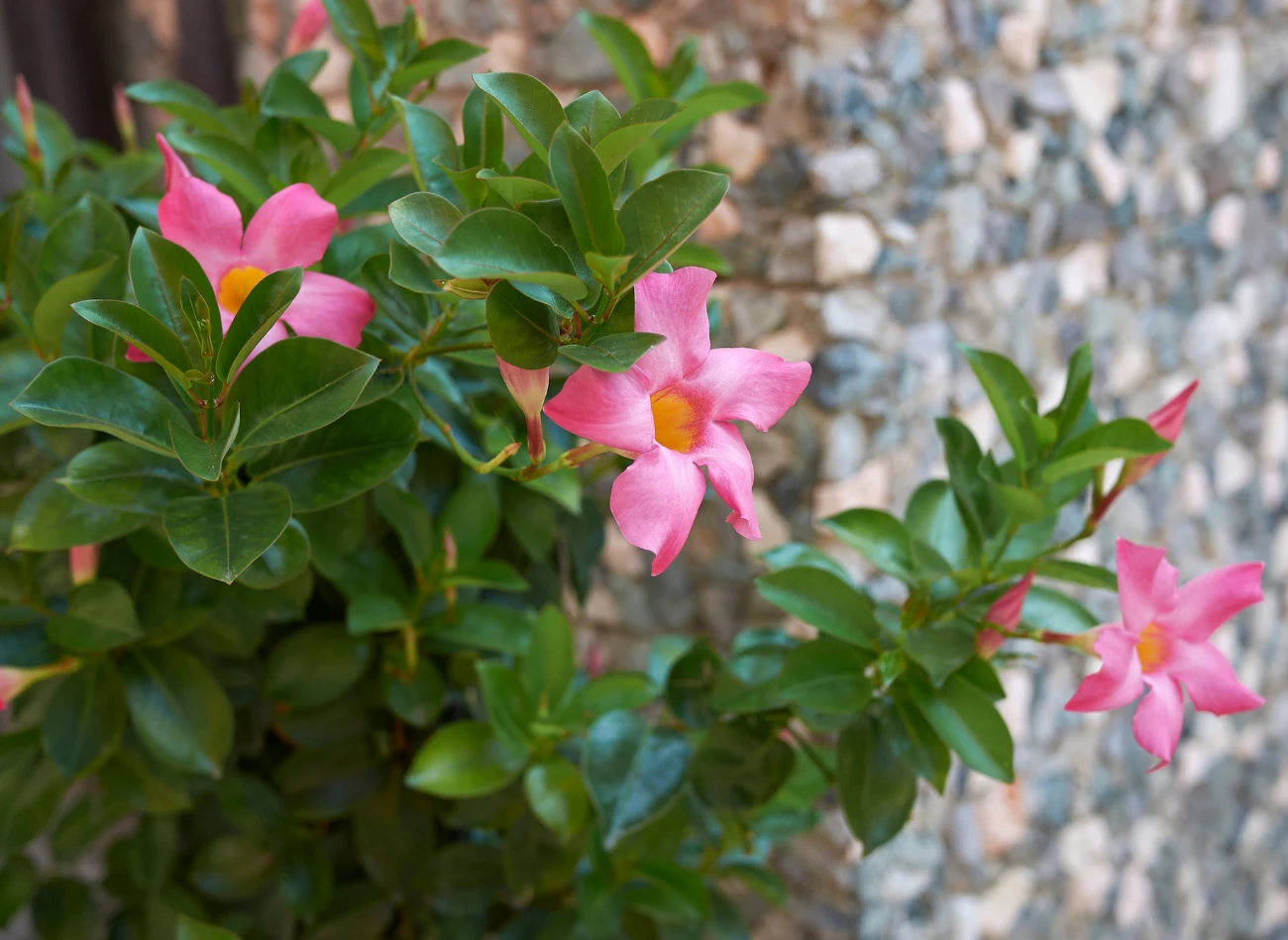 Mandevilla idealnie sprawdzi się na balkonach lub tarasach