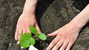 Ogrodnik zdradza, jak sadzić ogórki gruntowe, aby pięły się we właściwym kierunku.