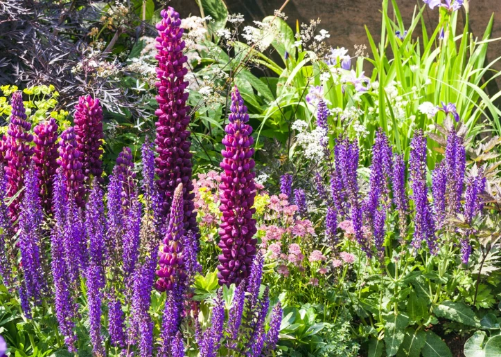 Uprawa łubinu nie jest skomplikowana, ale wymaga od nas podstawowej wiedzy co do pielęgnacji i wymagań tej rośliny