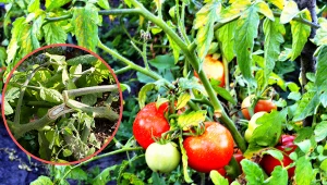 Wyjaśniamy, jak sprawić, by pomidory się nie przechylały. Fot. CanvaPro