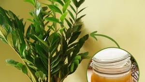 Dowiedz się, w jaki sposób przygotować prostą, domową odżywkę. na wzrost zamiokulkasa.