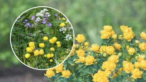 Pełnik sprawdza się doskonale podczas ozdabiania terenów wokół oczek wodnych czy strumyków.