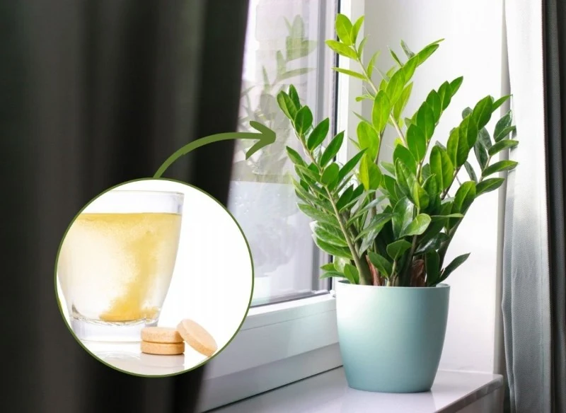 Sprawdź, co zrobić, by zamiokulkas wypuścił nowe liście