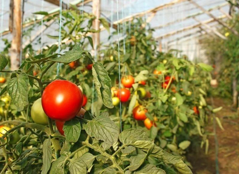 Podwiązywanie pomidorów przynosi wiele korzyści