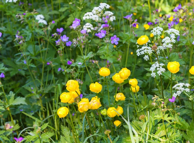 Pełnik europejski kwitnie w okolicach maja i czerwca