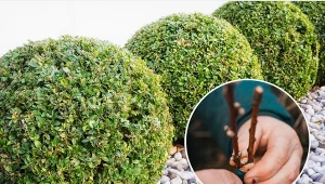 Sadzonkowanie to prosty sposób na rozmnażanie krzewów.