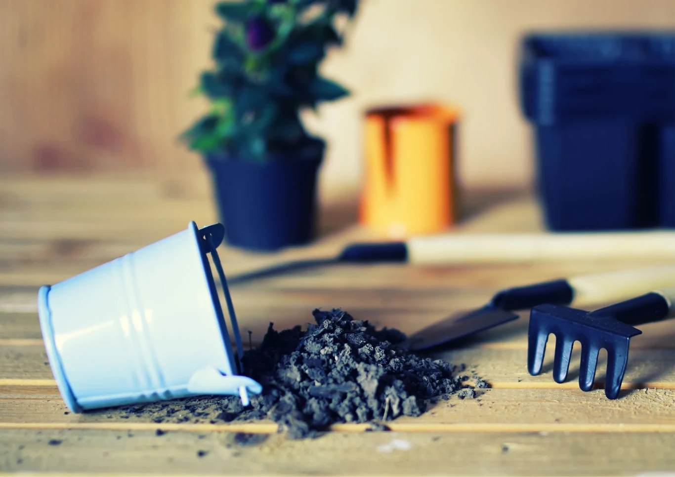 Sadzonki w doniczkach potrzebują odpowiedniego umiejscowienia.