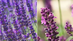 Lawenda doskonale prezentuje się rabatach usytuowanych w nasłonecznionych miejscach.