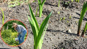 Wyjaśniamy, jak uprawiać mieczyki i w jakiej ziemi ich wzrost może zostać zahamowany.