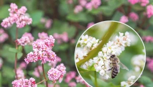 Uprawa gryki zwyczajnej nie jest trudna, nasiona są stosunkowo tanie, a zbiory  bardzo duże
