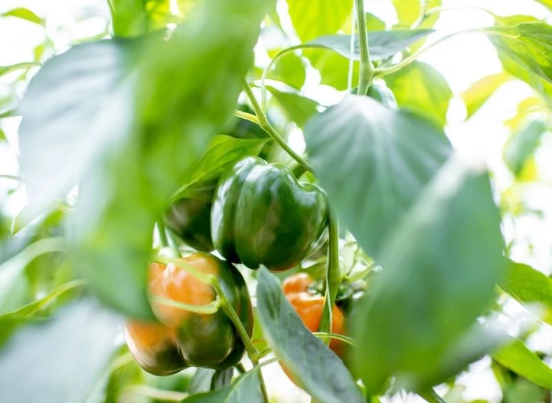 W uprawie papryki bardzo ważne jest wilgotne podłoże