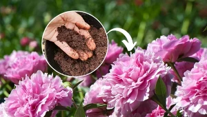 Podpowiadamy, czym podlewać piwonie, by obficie kwitły.