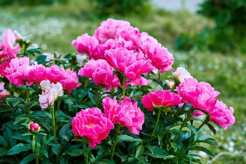 Piwonia kwitnie zwykle między końcówką maja a pierwszą połową czerwca