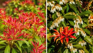 Pieris japoński okazale prezentuje się w ogrodzie.