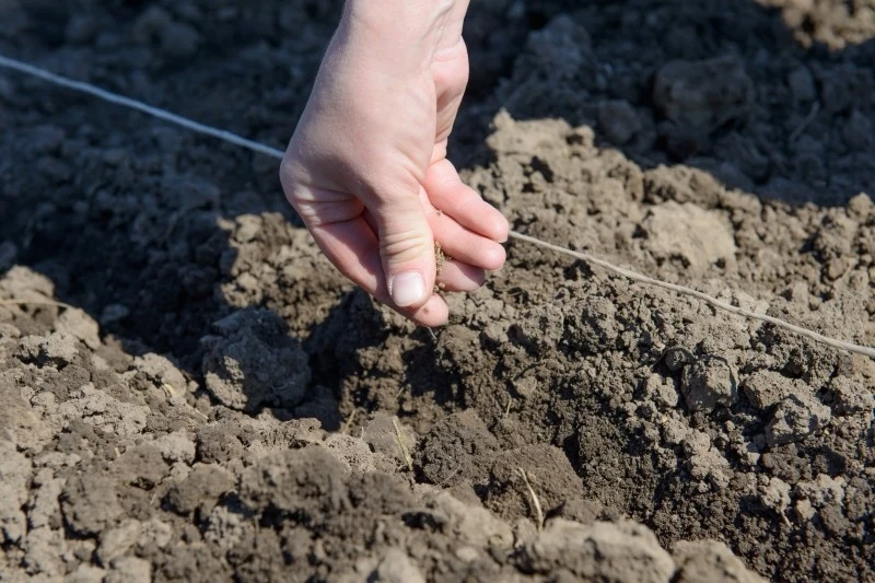 W maju można posadzić wiele warzyw