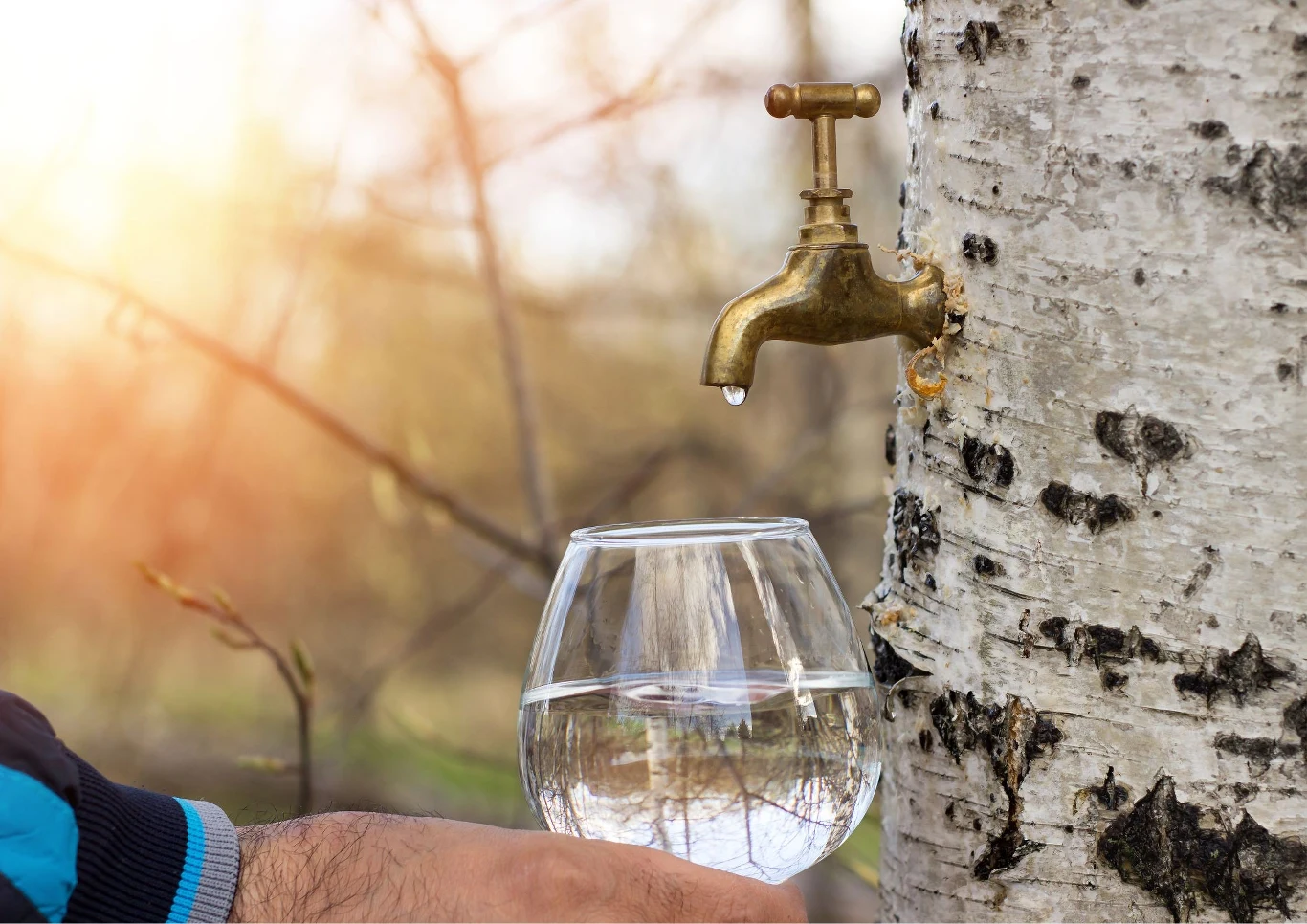 Brzozę w ogrodzie można wykorzystać w celach medycznych.