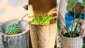 Ekologiczne odpowiedniki plastikowej doniczki przykuwają uwagę.
