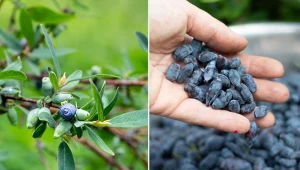 Jagoda kamczacka jest rośliną niewymagającą i łatwą w uprawie.