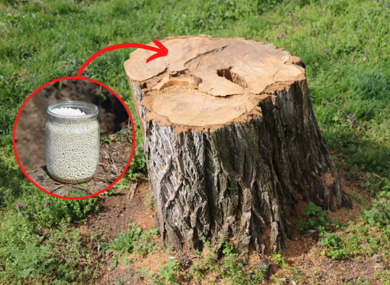 Pień można usunąć przy pomocy m