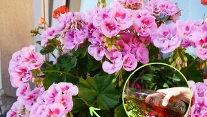 Odżywanie pelargonii. Kiedy i czym najlepiej nawozić pelargonie?